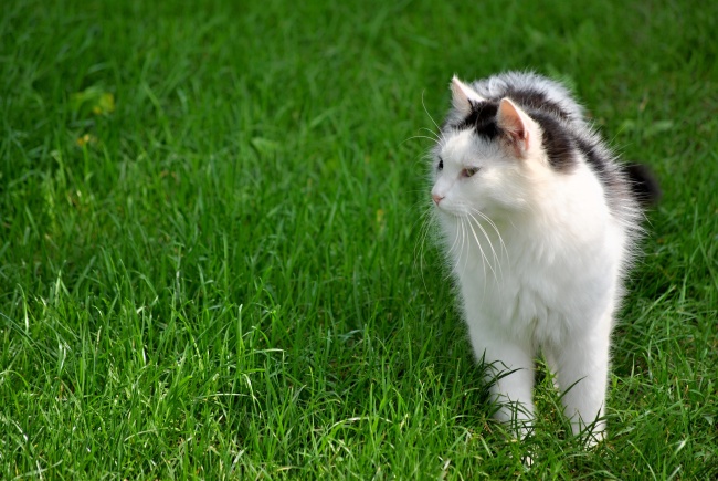 草地上猫咪摄影图片