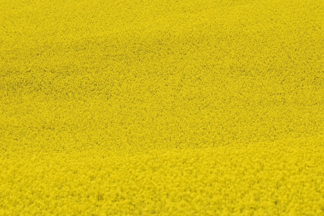成片黄色花海背景图片