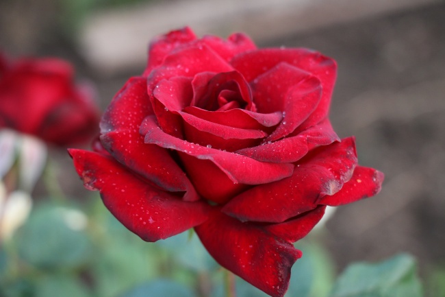 滴水的红玫瑰花图片
