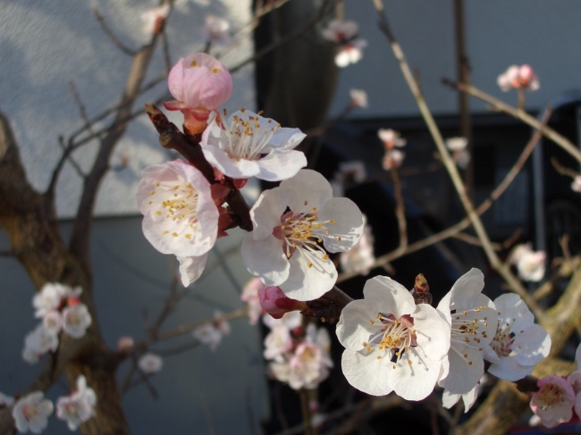 春天盛开桃花图片