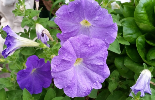 ‘~花园紫色牵牛花图片  ~’ 的图片