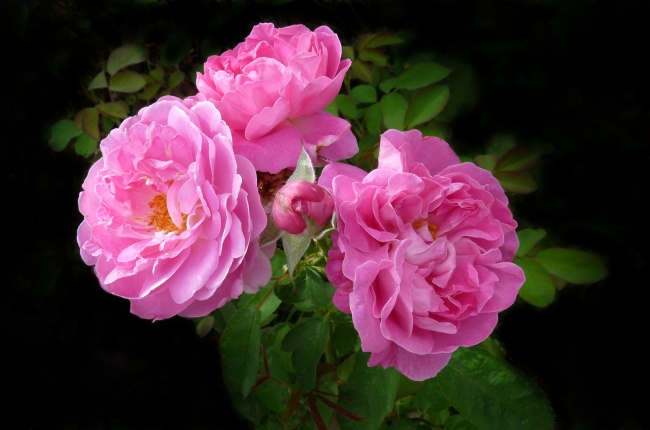 灿烂玫瑰花朵图片