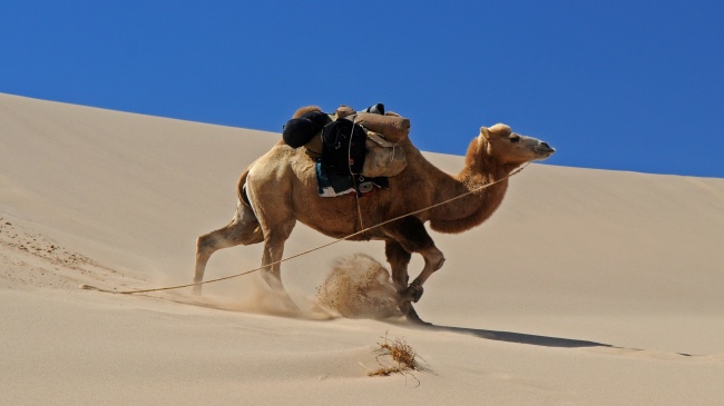 ‘~戈壁滩骆驼图片  ~’ 的图片