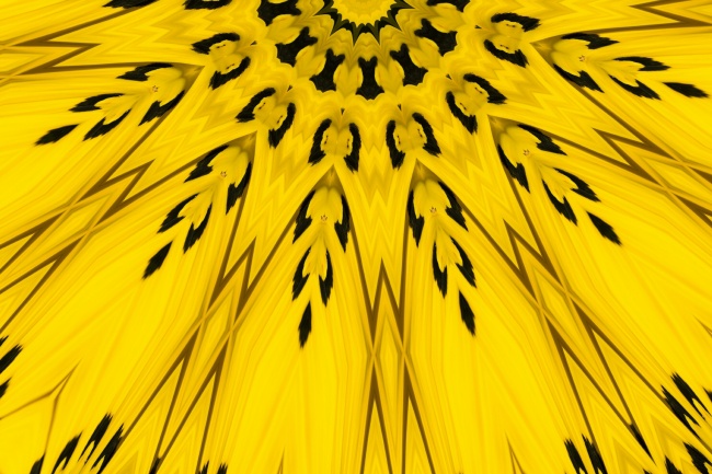 黄色微距花朵局部图片