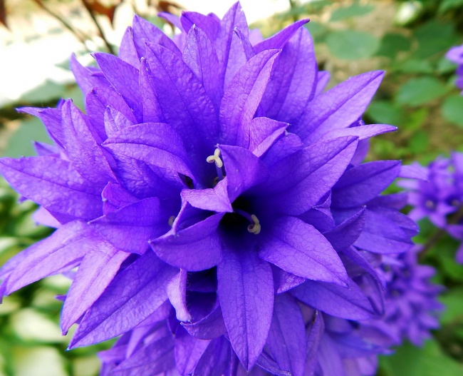 ‘~紫色花朵素材图片  ~’ 的图片