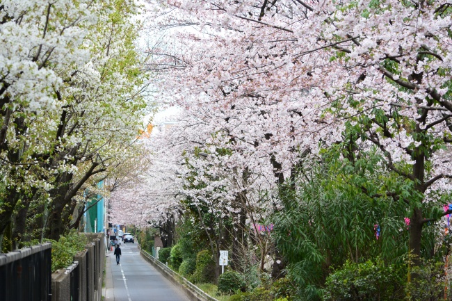 ‘~日本樱花风景图片  ~’ 的图片