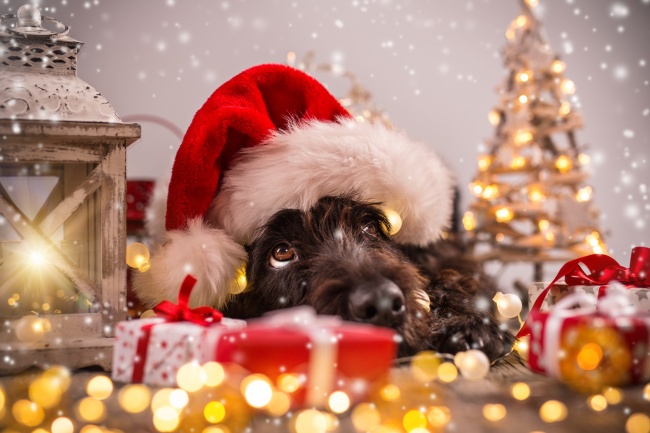 圣诞节黑色的狗狗图片