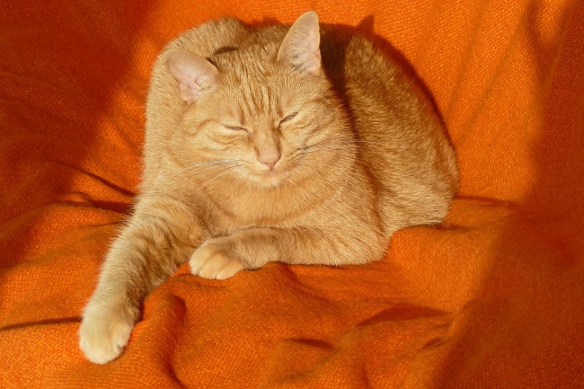 ‘~可爱橘猫图片  ~’ 的图片