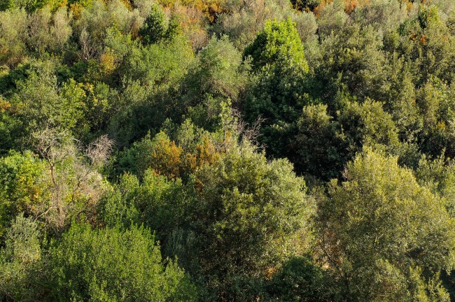 橄榄树森林图片