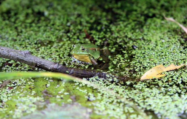 ‘~池塘绿色青蛙图片  ~’ 的图片