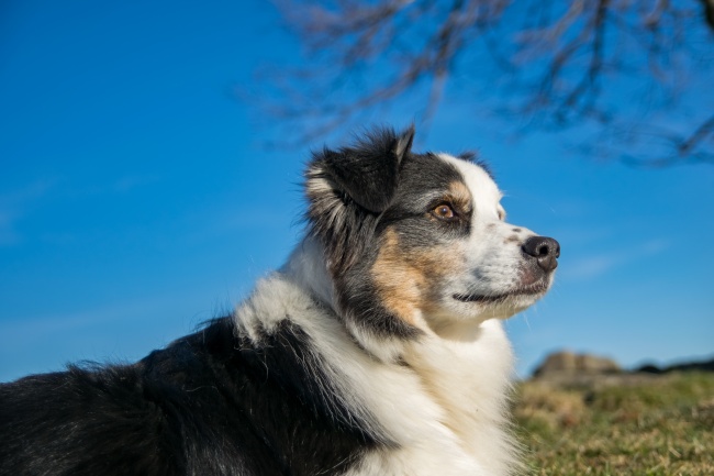 纯种澳洲牧羊犬图片