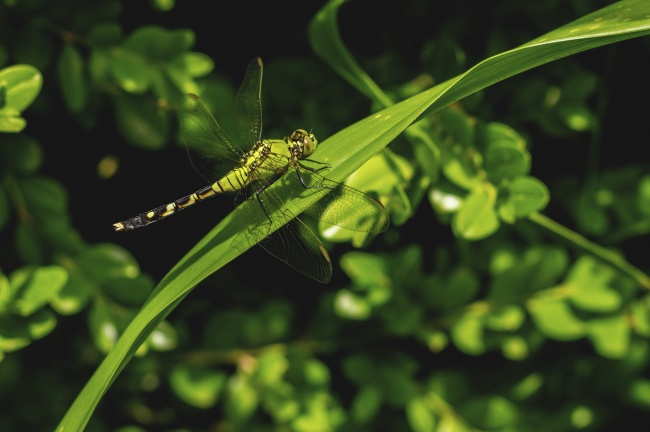 ‘~绿蜻蜓照片  ~’ 的图片