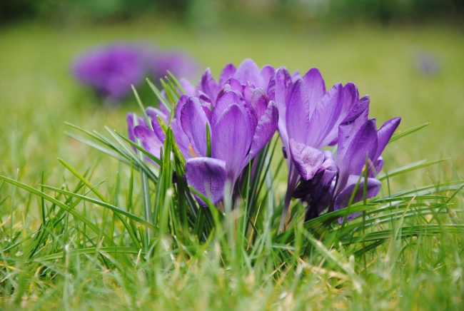 草地紫色藏红花图片