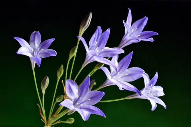 紫色自然植物花朵图片