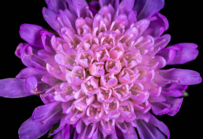 ‘~紫色花朵特写素材图集  ~’ 的图片
