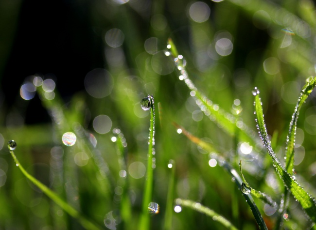 高清绿草水滴背景图片