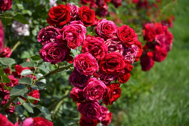花园红色玫瑰图片