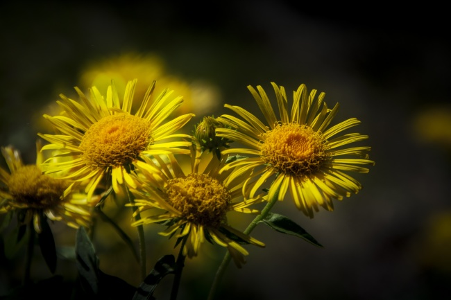 夏季黄色菊花图片