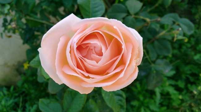 粉色玫瑰花朵特写图片