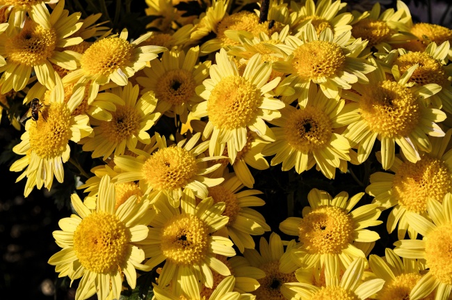 黄色菊花素材图片