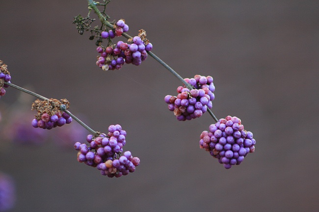 紫色干瘪葡萄串图片
