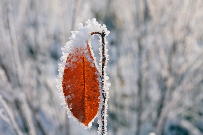 霜打树叶摄影图