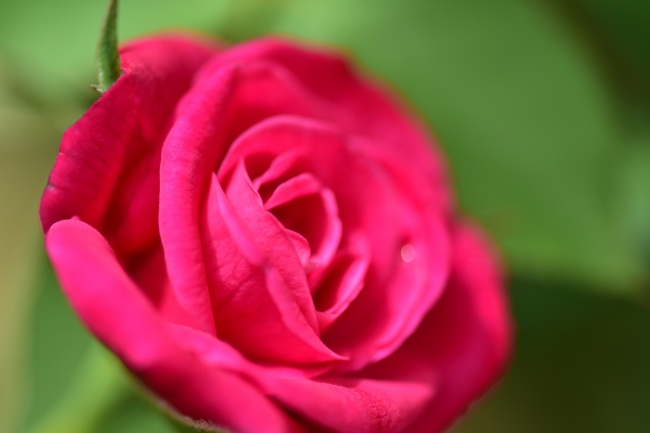 ‘~鲜艳玫瑰花微距摄影图  ~’ 的图片