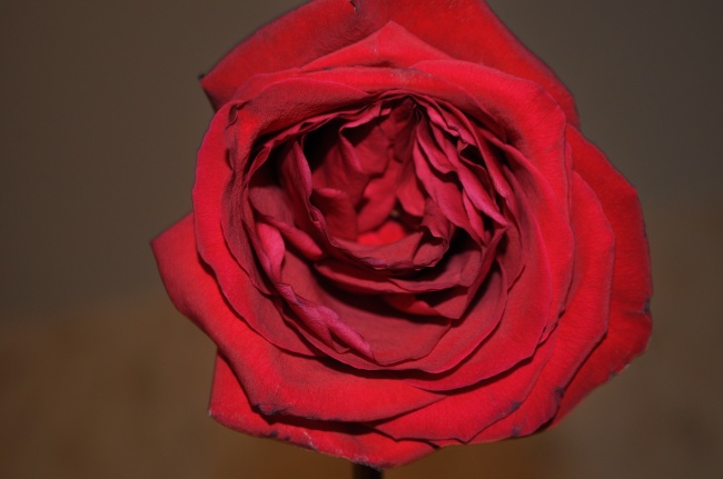 一朵红玫瑰摄影图