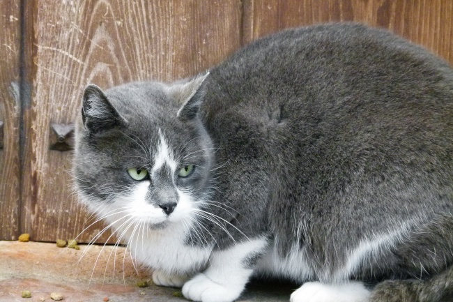 灰色宠物猫图片