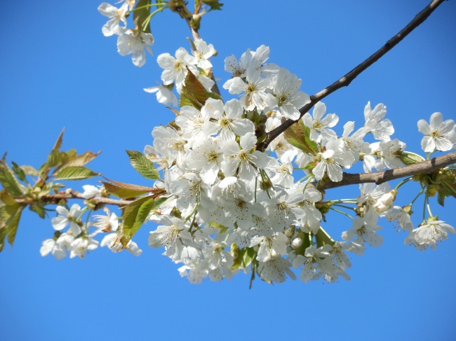 春天盛开白色樱花图片