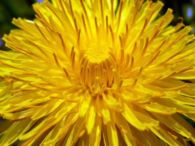 黄色鲜花花朵微距图片