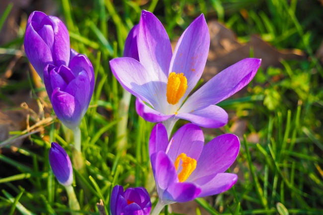春天淡紫色藏红花图片