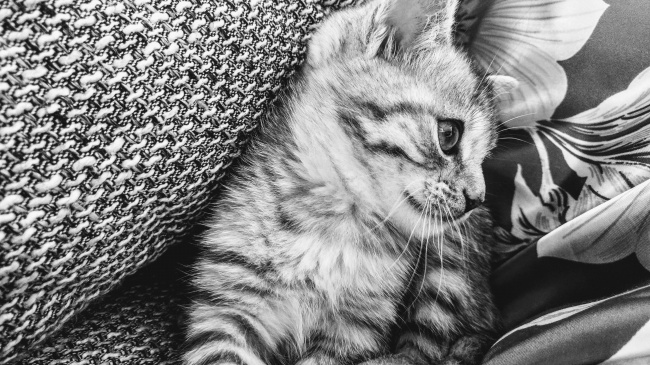 ‘~可爱小猫黑白摄影  ~’ 的图片