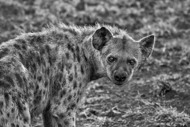 非洲斑鬣狗图片
