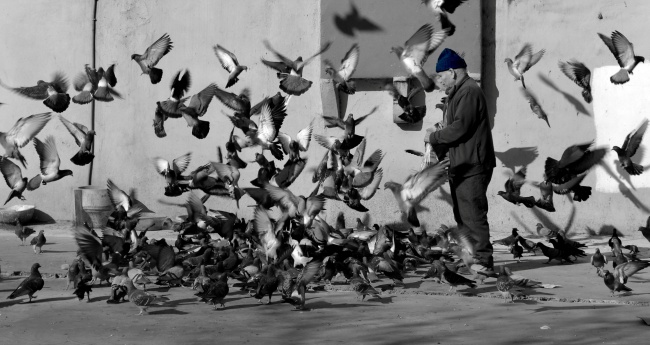 广场喂鸽子黑白摄影图