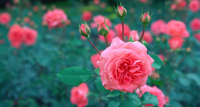 春天唯美玫瑰花图片