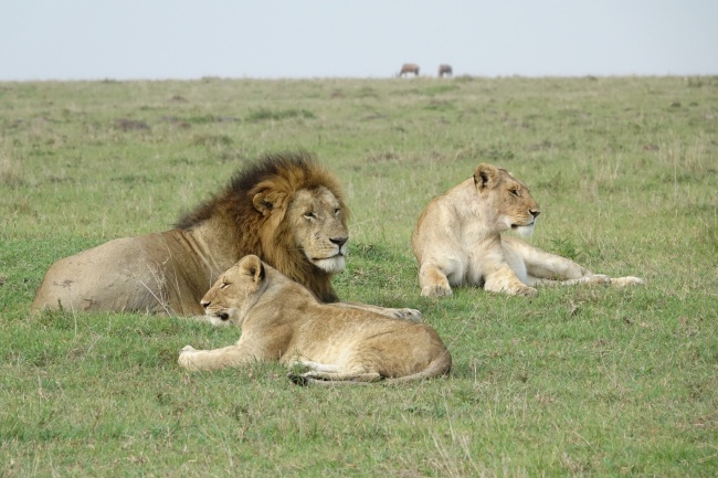 肯尼亚草原狮子图片