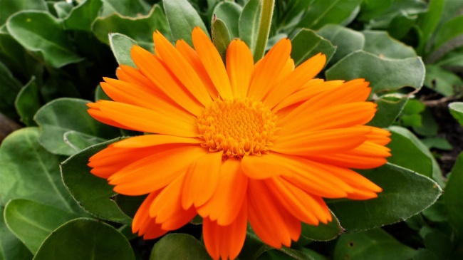 橙色花朵花瓣摄影图片