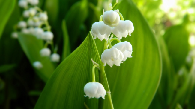 ‘~春天白色铃兰花图片  ~’ 的图片