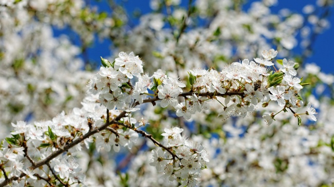 春天白樱花开花图片