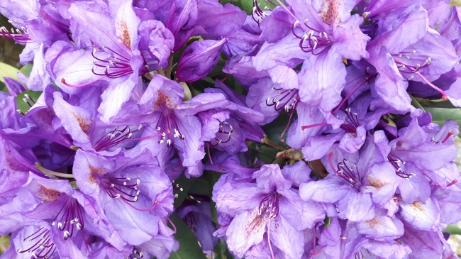 紫色杜鹃花摄影图片