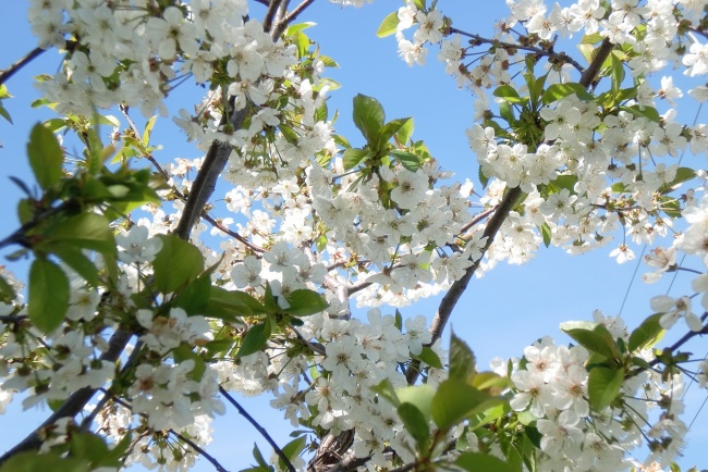 春天白樱花灿烂图片