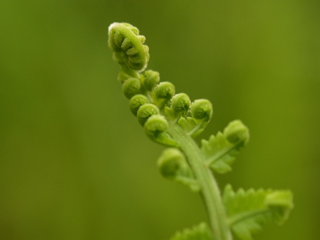蕨类植物绿色背景图片