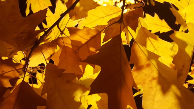‘~阳光下黄树叶图片  ~’ 的图片