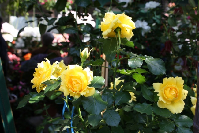 花园黄色玫瑰花图片