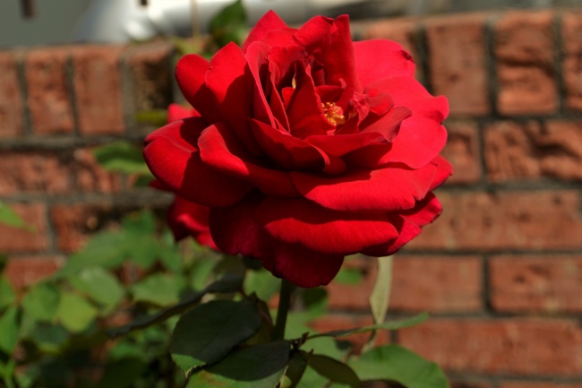 漂亮红玫瑰花朵图片