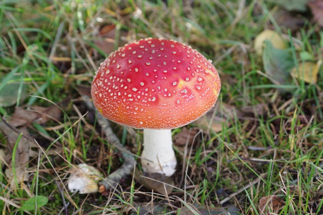 野生红色毒菌菇图片