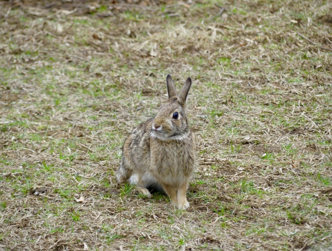 ‘~草地灰色野兔图片  ~’ 的图片