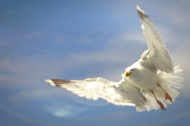 空中海鸥高飞摄影图片