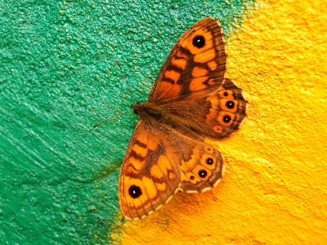 ‘~热带蝴蝶高清素材图片  ~’ 的图片